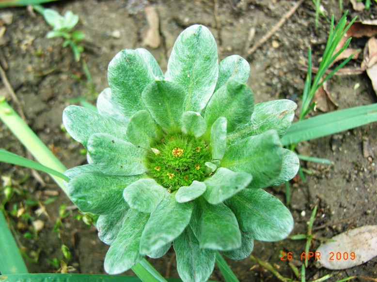 Filago pygmaea (=Evax pygmaea) / Evax comune